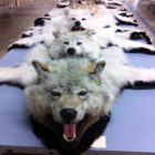 Leaked Document: Over 1,000 Wild Fur Trappers List