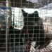 Oregon mink farm may also imprison foxes