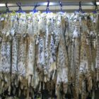 Media: Only two large bobcat fur farms remain