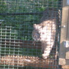 North Dakota fur farm moves to Montana