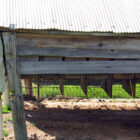 Photos from Inside a Medford, Wisconsin Fur Farm